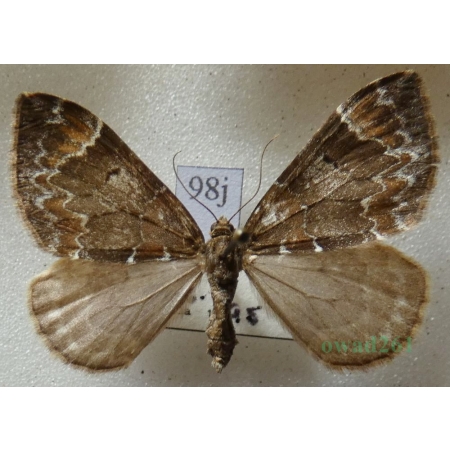 Dysstroma citrata (Linnaeus, 1761) female Paśnik cytryniak Czech98j